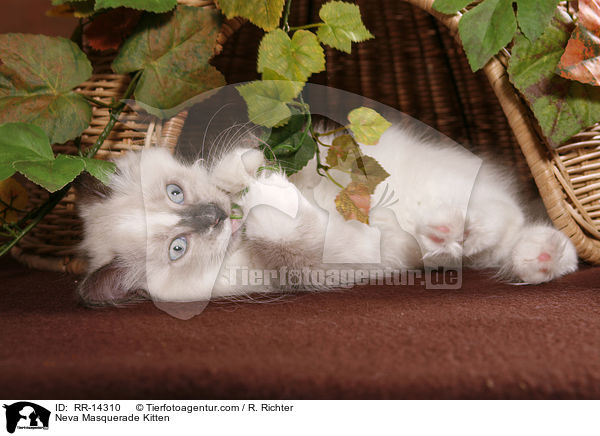 Neva Masquerade Ktzchen / Neva Masquerade Kitten / RR-14310
