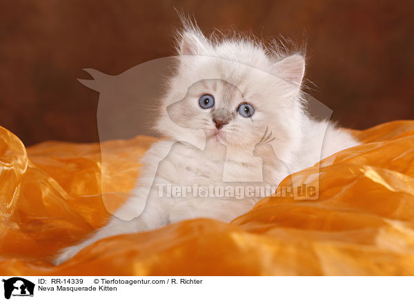 Neva Masquerade Kitten / RR-14339