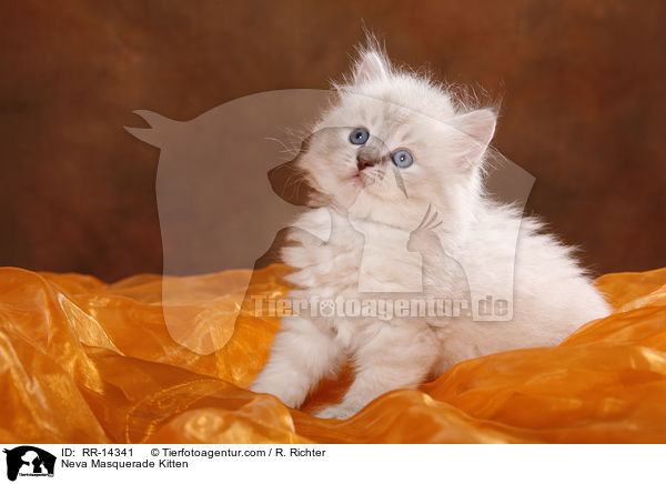 Neva Masquerade Kitten / RR-14341