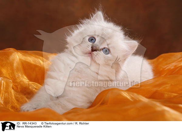 Neva Masquerade Kitten / RR-14343