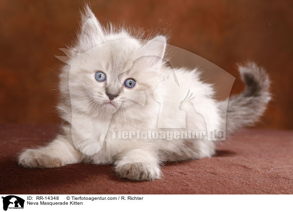 Neva Masquerade Ktzchen / Neva Masquerade Kitten / RR-14348
