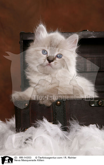 Neva Masquerade Ktzchen / Neva Masquerade Kitten / RR-14353