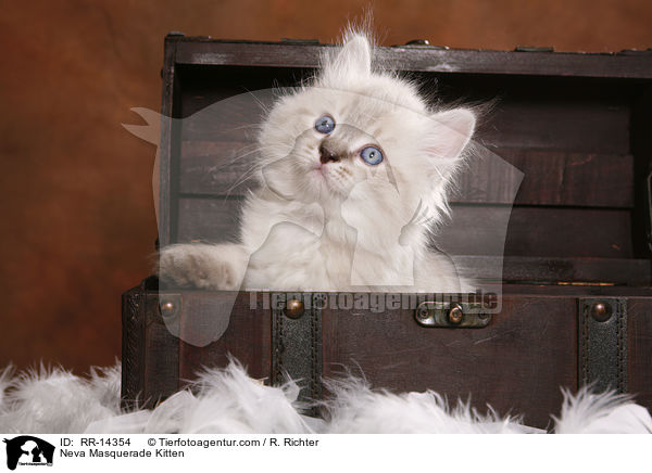 Neva Masquerade Ktzchen / Neva Masquerade Kitten / RR-14354