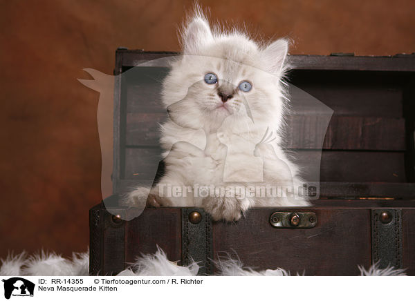 Neva Masquerade Kitten / RR-14355