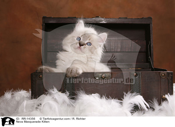 Neva Masquerade Ktzchen / Neva Masquerade Kitten / RR-14356