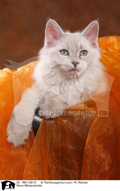 Neva Masquerade / Neva Masquerade / RR-15815