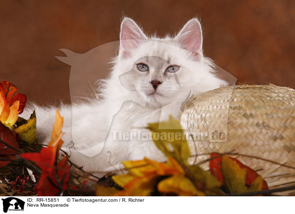 Neva Masquerade / Neva Masquerade / RR-15851