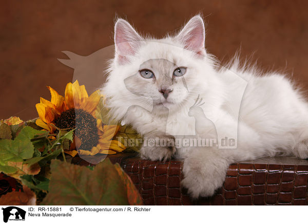 Neva Masquerade / Neva Masquerade / RR-15881