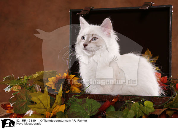 Neva Masquerade / Neva Masquerade / RR-15889