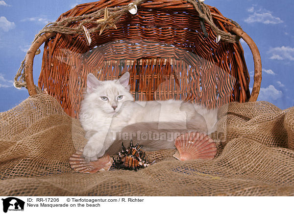 Neva Masquerade am Strand / Neva Masquerade on the beach / RR-17206