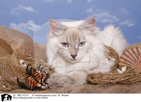 Neva Masquerade am Strand / Neva Masquerade on the beach / RR-17213