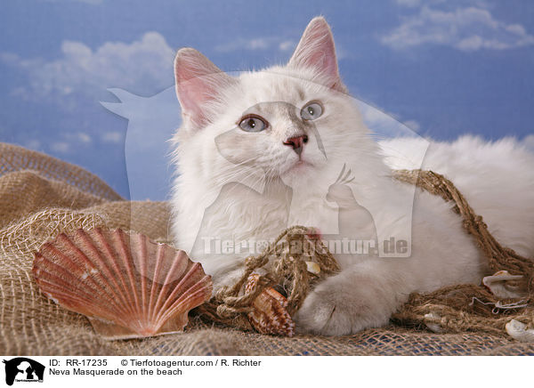 Neva Masquerade on the beach / RR-17235