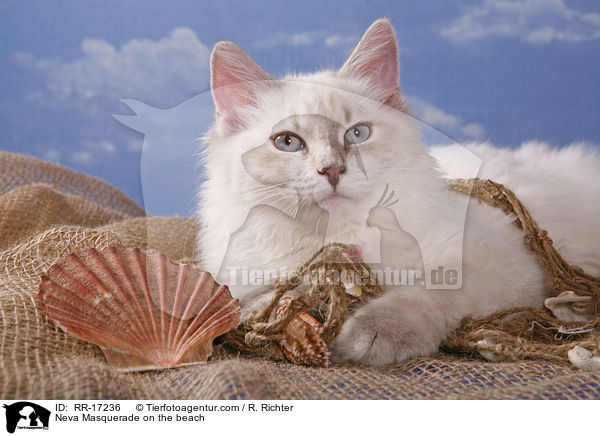 Neva Masquerade am Strand / Neva Masquerade on the beach / RR-17236