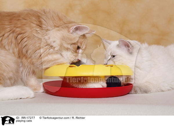 spielende Katzen / playing cats / RR-17277