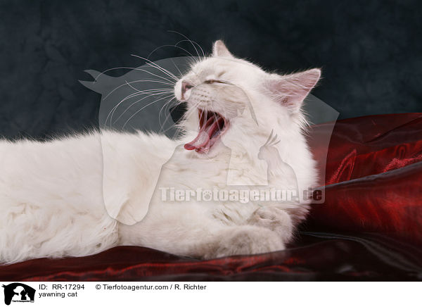 ghnende Katze / yawning cat / RR-17294