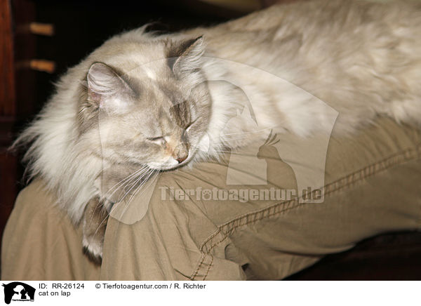 Katze auf dem Scho / cat on lap / RR-26124