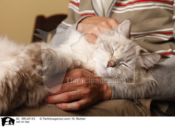 Katze auf dem Scho / cat on lap / RR-26143
