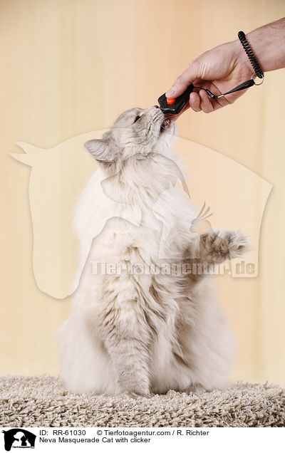 Neva Masquerade Katze mit Klicker / Neva Masquerade Cat with clicker / RR-61030
