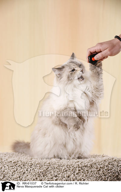 Neva Masquerade Katze mit Klicker / Neva Masquerade Cat with clicker / RR-61037