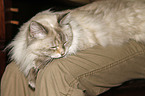 cat on lap