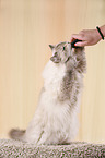 Neva Masquerade Cat with clicker