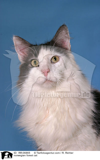 Norwegische Waldkatze / norwegian forest cat / RR-06865