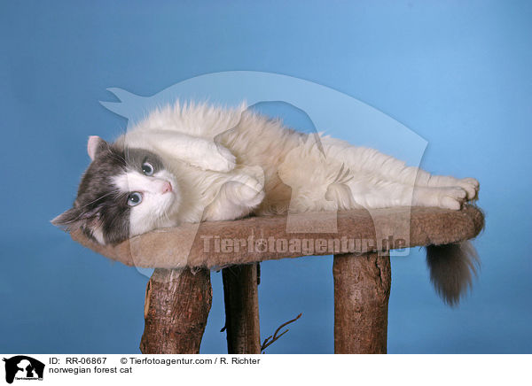 Norwegische Waldkatze / norwegian forest cat / RR-06867