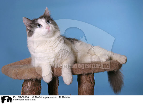 Norwegische Waldkatze / norwegian forest cat / RR-06868