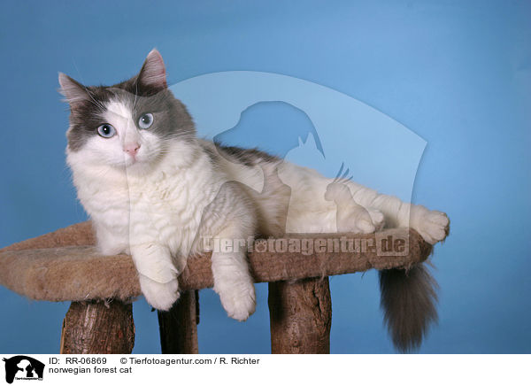 Norwegische Waldkatze / norwegian forest cat / RR-06869