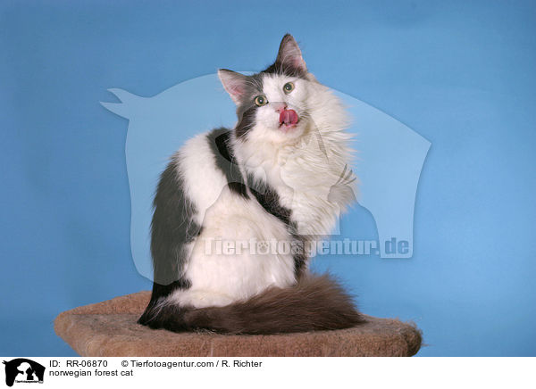 Norwegische Waldkatze / norwegian forest cat / RR-06870