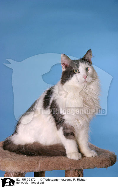 Norwegische Waldkatze / norwegian forest cat / RR-06872