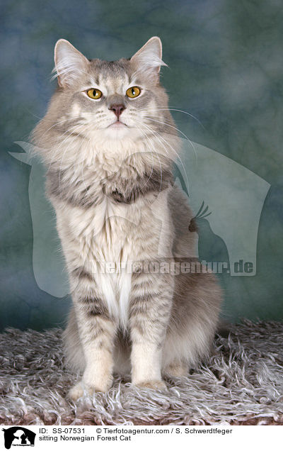 sitzende Norwegische Waldkatze / sitting Norwegian Forest Cat / SS-07531