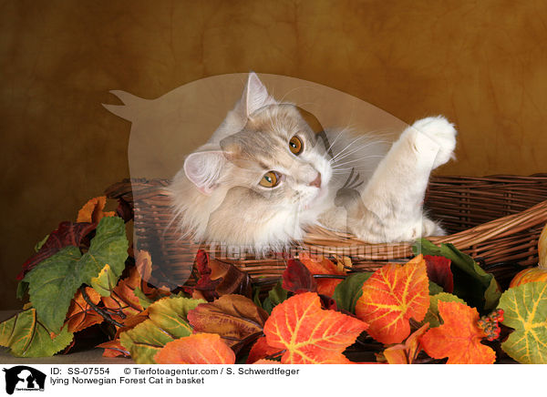 liegende Norwegische Waldkatze im Korb / lying Norwegian Forest Cat in basket / SS-07554