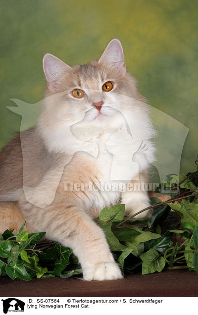 liegende Norwegische Waldkatze / lying Norwegian Forest Cat / SS-07564