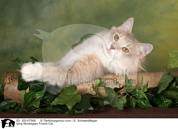liegende Norwegische Waldkatze / lying Norwegian Forest Cat / SS-07566