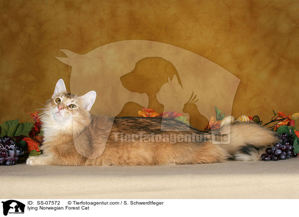 liegende Norwegische Waldkatze / lying Norwegian Forest Cat / SS-07572