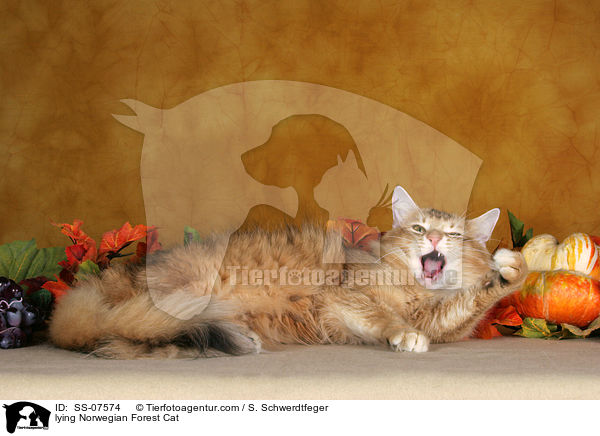 liegende Norwegische Waldkatze / lying Norwegian Forest Cat / SS-07574