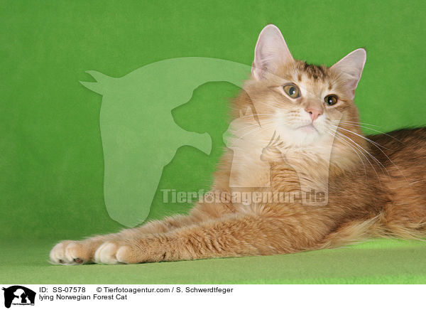 liegende Norwegische Waldkatze / lying Norwegian Forest Cat / SS-07578