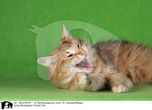 liegende Norwegische Waldkatze / lying Norwegian Forest Cat / SS-07579
