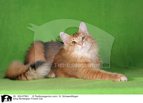 liegende Norwegische Waldkatze / lying Norwegian Forest Cat / SS-07581