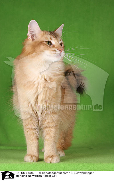stehende Norwegische Waldkatze / standing Norwegian Forest Cat / SS-07582