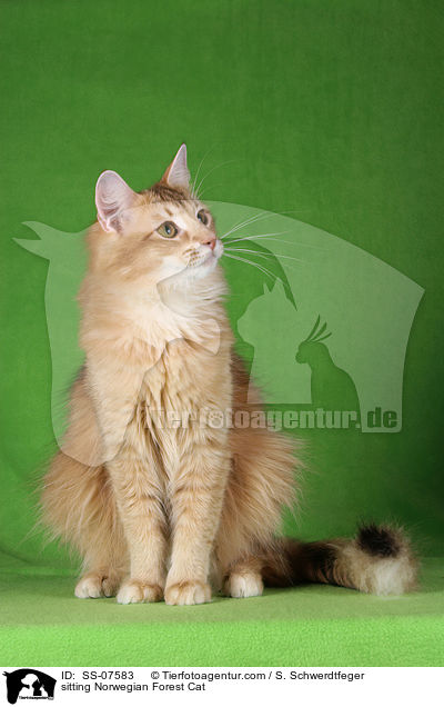 sitzende Norwegische Waldkatze / sitting Norwegian Forest Cat / SS-07583