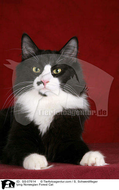 liegende Norwegische Waldkatze / lying Norwegian Forest Cat / SS-07614