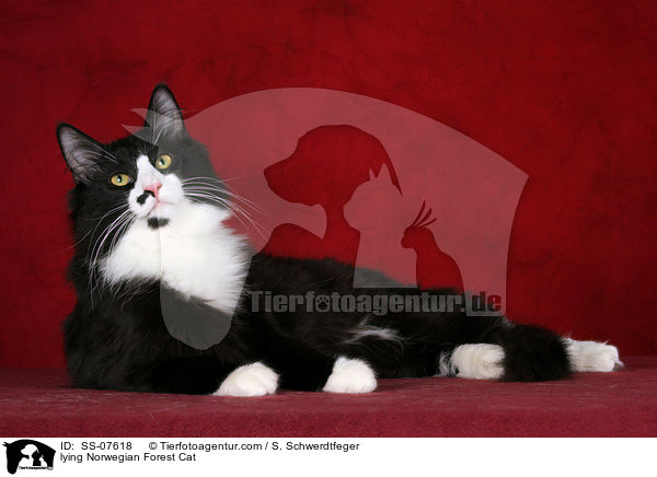 liegende Norwegische Waldkatze / lying Norwegian Forest Cat / SS-07618