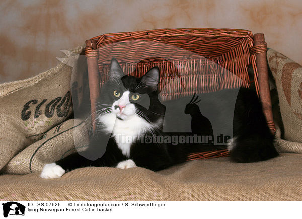 liegende Norwegische Waldkatze im Korb / lying Norwegian Forest Cat in basket / SS-07626