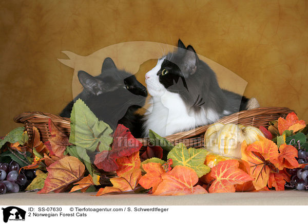 2 Norwegische Waldkatzen / 2 Norwegian Forest Cats / SS-07630