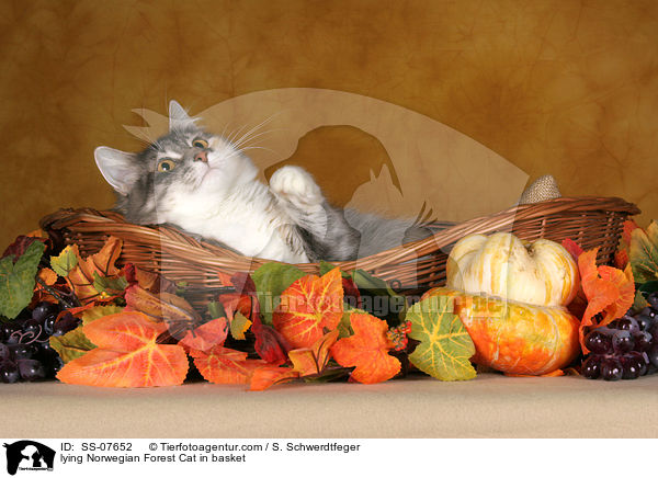 liegende Norwegische Waldkatze im Korb / lying Norwegian Forest Cat in basket / SS-07652