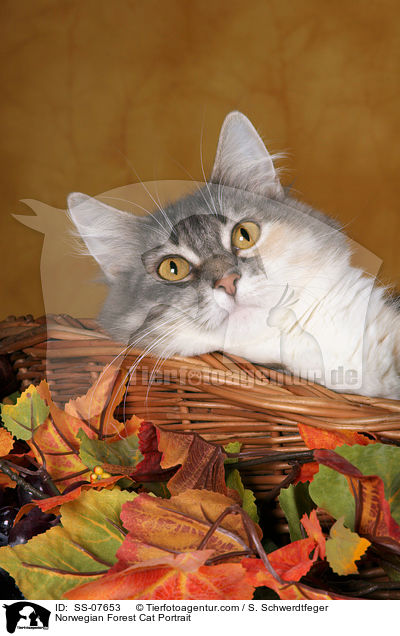 Norwegische Waldkatze Portrait / Norwegian Forest Cat Portrait / SS-07653