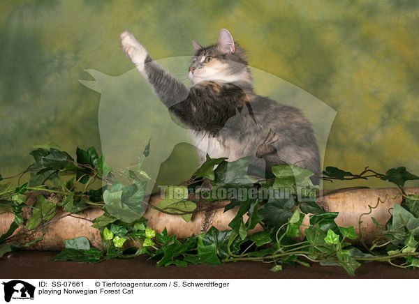 spielende Norwegische Waldkatze / playing Norwegian Forest Cat / SS-07661