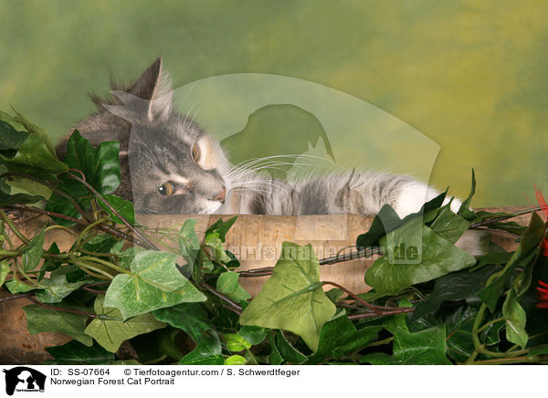 Norwegische Waldkatze Portrait / Norwegian Forest Cat Portrait / SS-07664